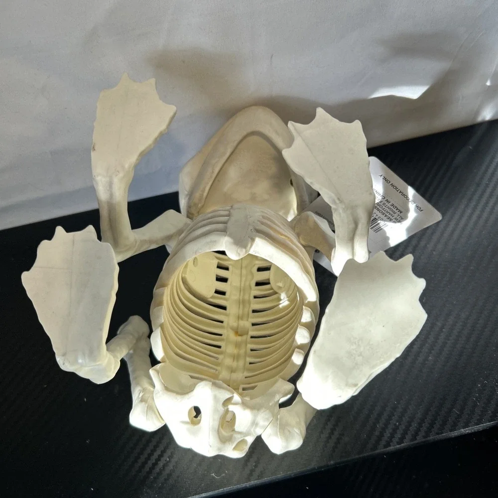 Spooky Village Frog Skeleton Halloween Decoration‎